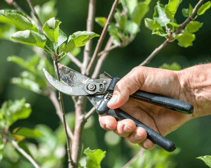 <p style="font-family: 'Poppins', sans-serif; font-weight: 700; font-size:24px;">TREE PRUNING
</p>